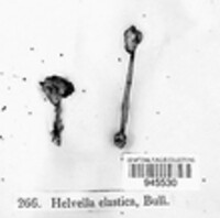 Helvella elastica image